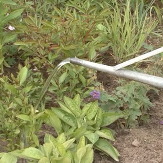 Gødning af staudebed Gødning af staudebed